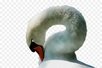 swan neck head water bird beak
