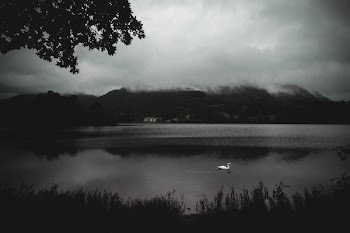 Swan on Body of Water