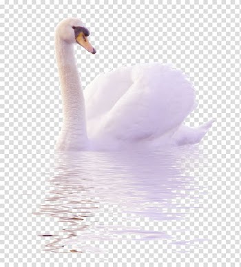 Swan on body of water illustration, Cygnini Duck , White swans swim in the water to pull the Free transparent background PNG clipart