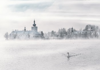 Swan on Body of Water Near Building
