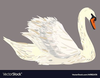 swan on grey background