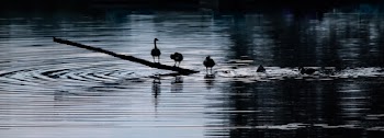 Swan on Wood Log