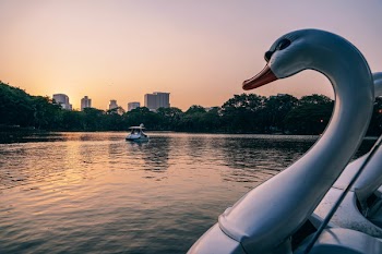 Swan Pedal Boat Near Trees