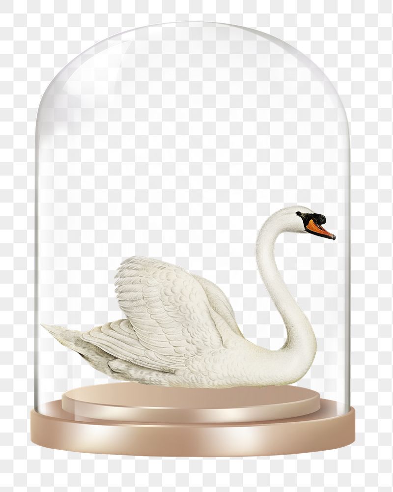 Swan png glass dome sticker, | Free PNG - rawpixel
