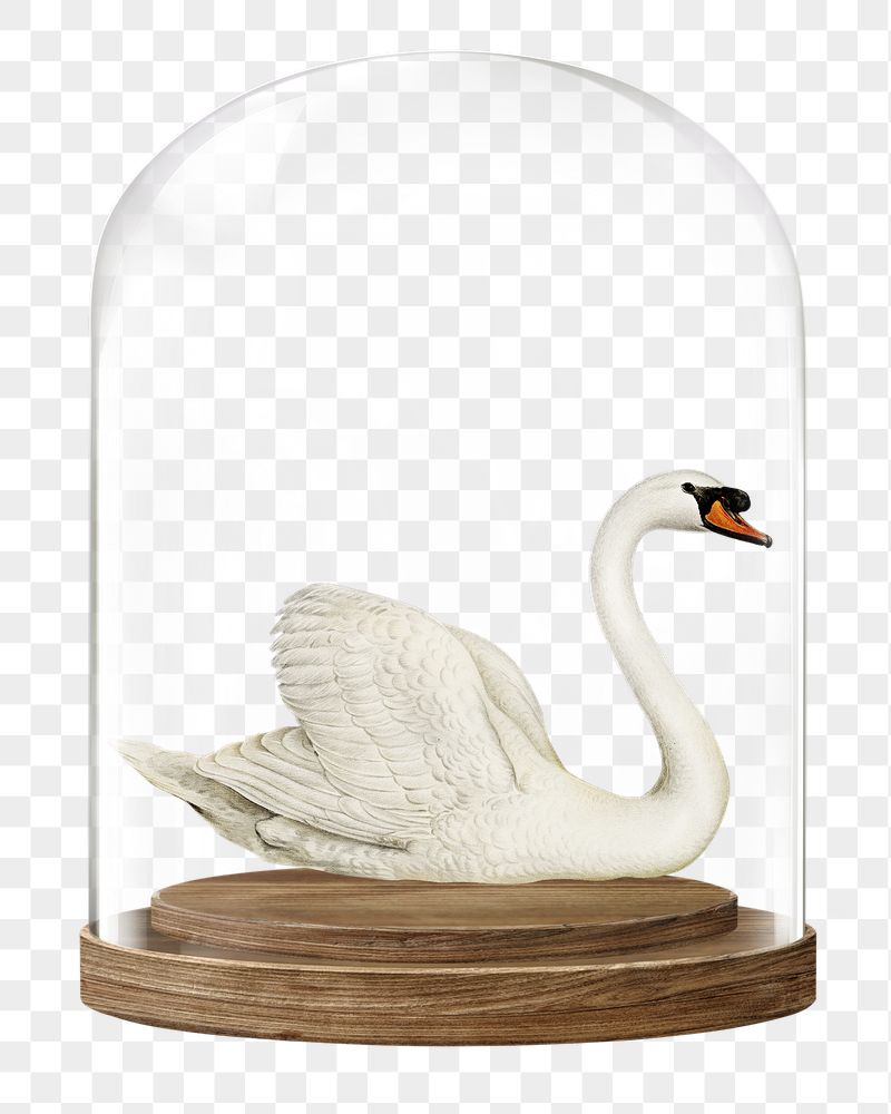 Swan png glass dome sticker, | Free PNG - rawpixel
