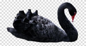 Swan PNG Image