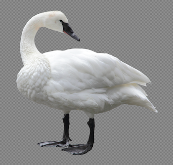 Swan PNG images free download