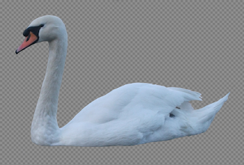 Swan PNG images free download