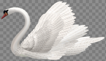 Swan PNG Transparent Image