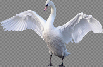 Swan Transparent