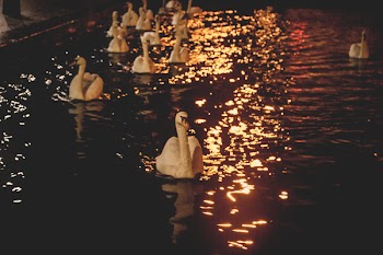          Swans Free Photo     