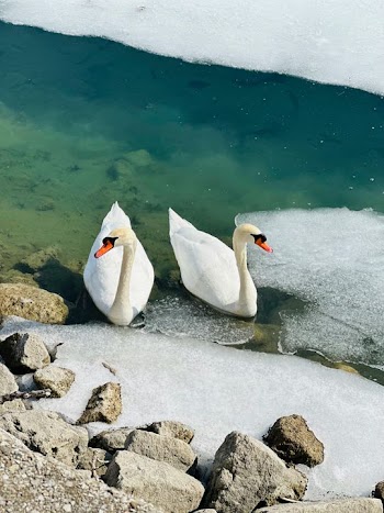 Swans in Icy Waters