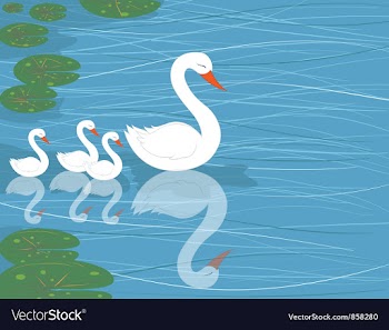 Swans on water vector image