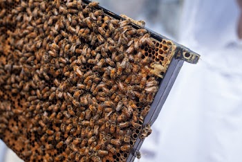 Swarm of Bees