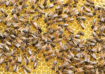 Swarm of Bees