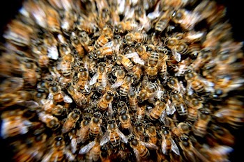 Swarm of Honey Bees