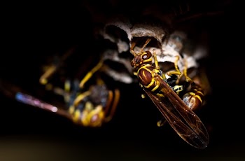 Swarm of Yellowjacket Wasps
