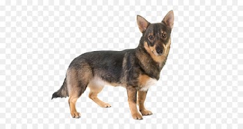 Swedish Shepherd, Finnish Lapphund, Swedish Lapphund, Dog, Mammal PNG