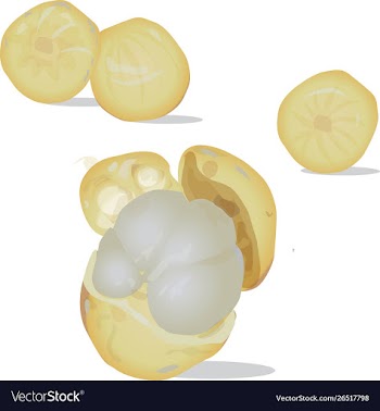 Sweet and tasty peeled lanseh fruit vector image