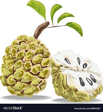 Sweet and tasty seethapazham fruit vector image