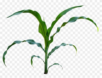 Sweet Corn Baby Corn Maize Plant Stem Clip Art - Sweet Corn Baby Corn Maize Plant Stem Clip Art