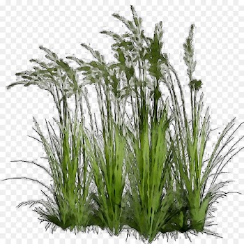 Sweet Grass Clip art Plants Ornamental grass Sedges -  