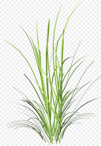 Sweet Grass Herbaceous plant Branch Leaf Portable Network Graphics - leaf 