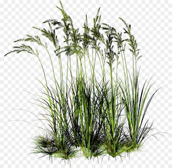 Sweet Grass Vetiver Tree Plant stem Plants -  