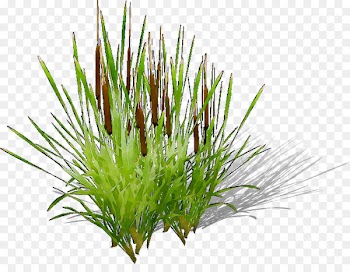 Sweet Grass Vetiver Wheatgrass Aquarium Chrysopogon -  