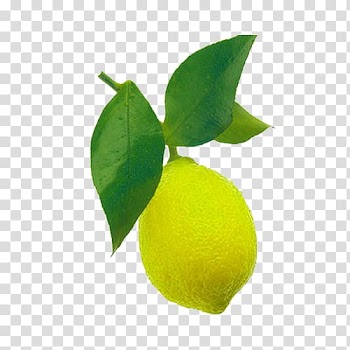 Sweet Lemon Persian lime Key lime Leaf, A of a lemon and leaf transparent background PNG clipart