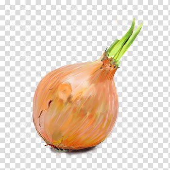 Sweet onion French onion soup Jamaican patty Shallot Vegetable, onion transparent background PNG clipart
