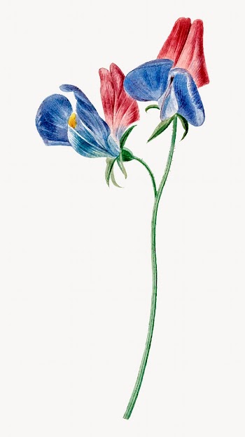 Sweet pea flower illustration vector, remixed… | Free stock illustration | High Resolution graphic