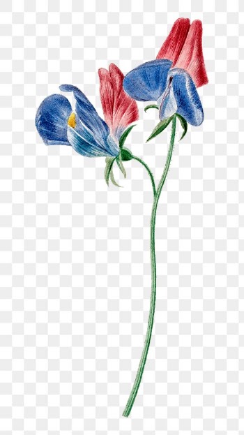 Sweet pea flower png illustration, remixed… | Free stock illustration | High Resolution graphic