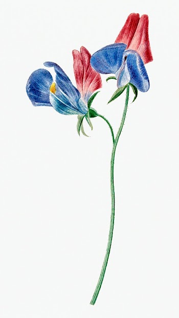 Sweet pea flower psd illustration, remixed… | Free stock illustration | High Resolution graphic