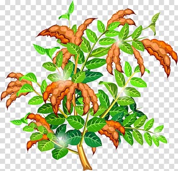 Sweet pea Leaf , Pea tree transparent background PNG clipart