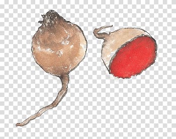 Sweet potato Vegetable , Hand-painted sweet potato transparent background PNG clipart