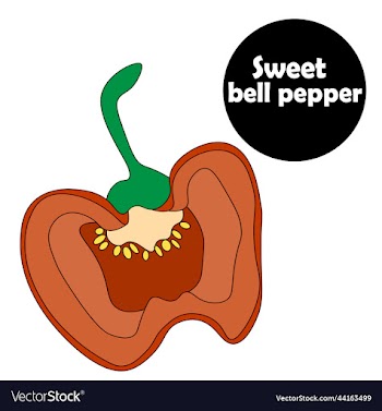sweet red bell pepper ripe seedspaprika fragrant