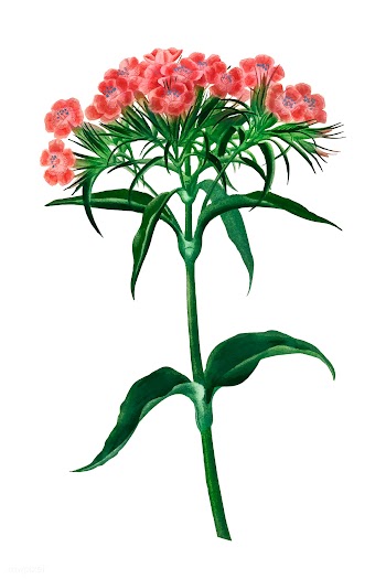 Sweet william (Dianthus barbatus) illustrated.. | Free stock vector - 467242