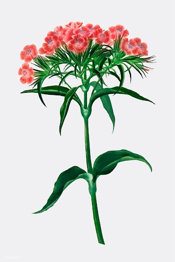 Sweet william (Dianthus barbatus) illustrated.. | Free stock vector - 467247
