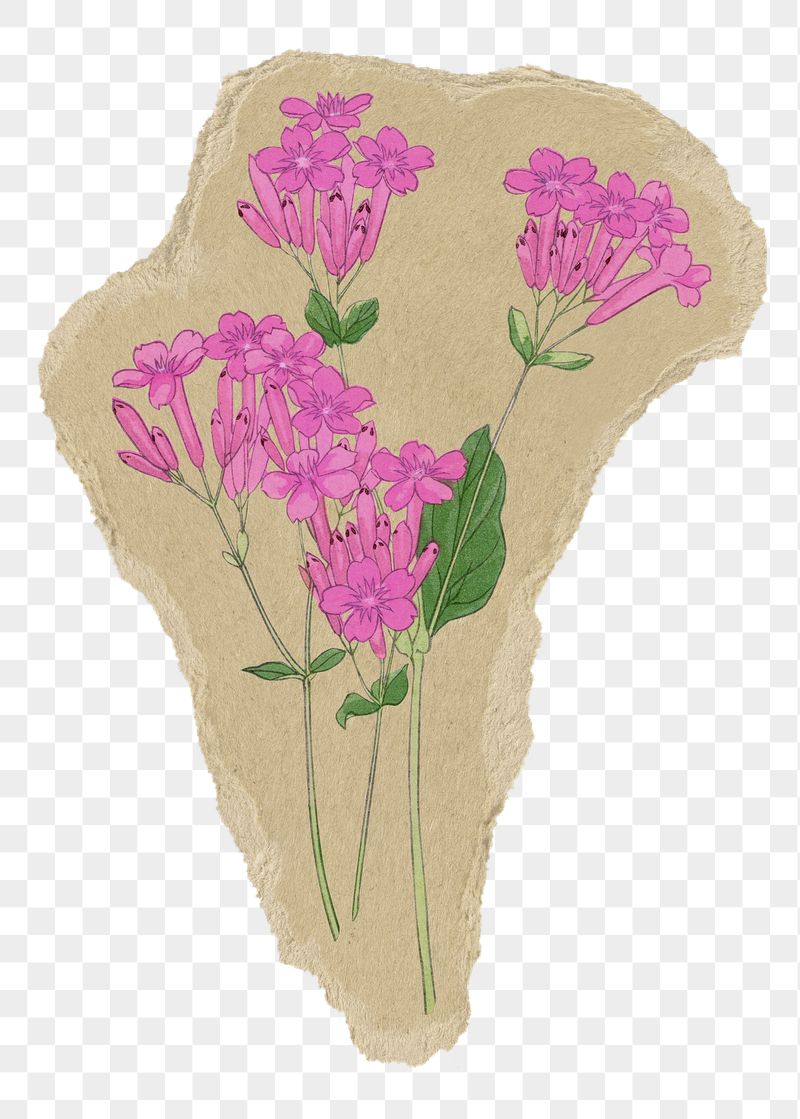 Sweet William flower png sticker, | Free PNG Illustration - rawpixel