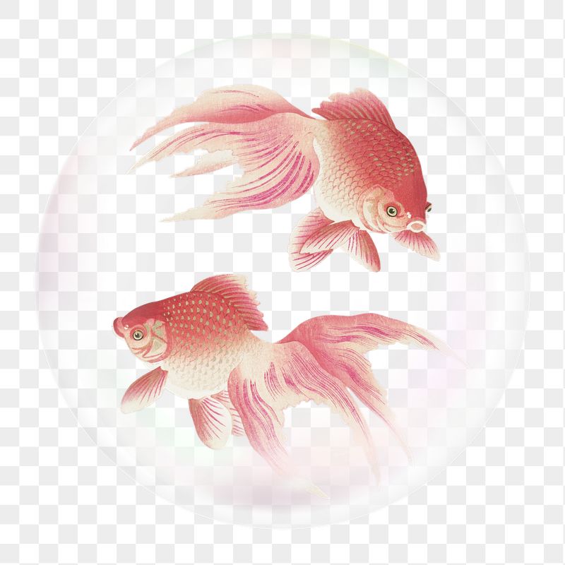 Swimming goldfish png sticker, animal | Free PNG - rawpixel
