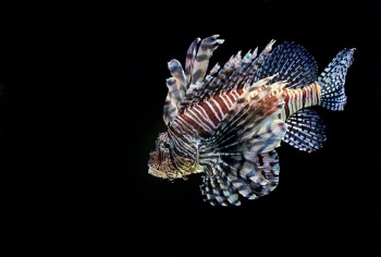 Swimming Lionfish. I was lucky to be panning the camera at the same speed as this Lion Fish swam past at the Cairns aquarium in Australia.