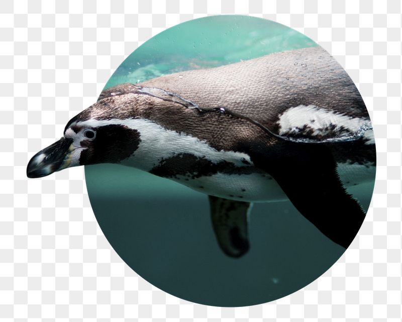 Swimming penguin png badge sticker, | Free PNG - rawpixel