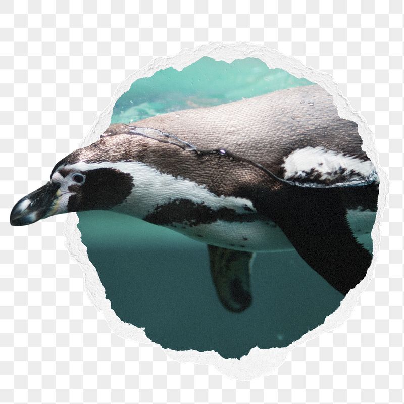 Swimming penguin png sticker, bird | Free PNG - rawpixel