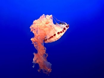 swimming pink and white jellyfish