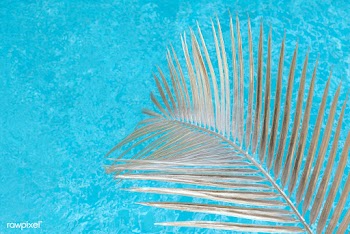 Swimming pool with palm leaf in sunlight | Free  photo - 2260542