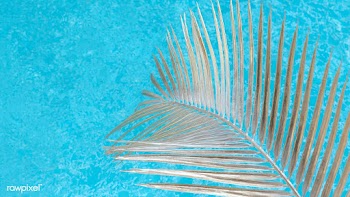 Swimming pool with palm leaf in sunlight | Free  photo - 2309712