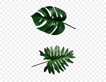 Swiss cheese plant Banana leaf Philodendron - leaf 