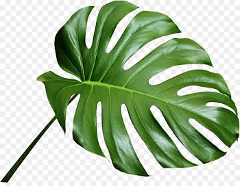 Swiss cheese plant Bondi Beach Paper Business Cards Leaf - green leaves 