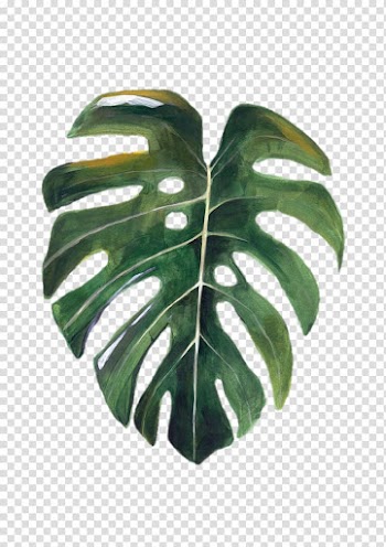 Swiss cheese plant Drawing Art, plant transparent background PNG clipart